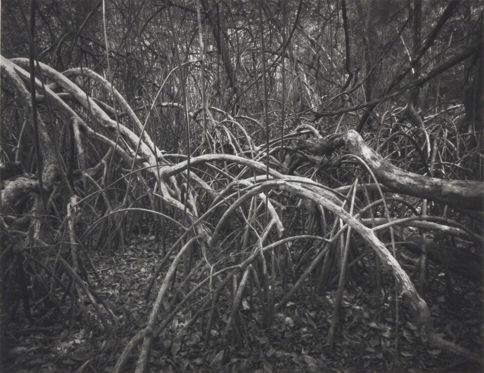Prints, Photogravure, Heliogravure, Copperplate Photogravure, Intaglio